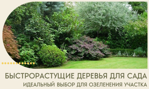 Быстрорастущие деревья для сада идеальный выбор в Дубне
