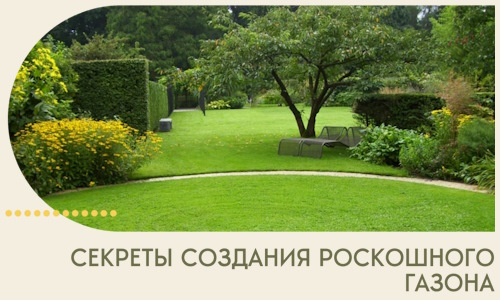 Секреты создания роскошного газона в Дубне